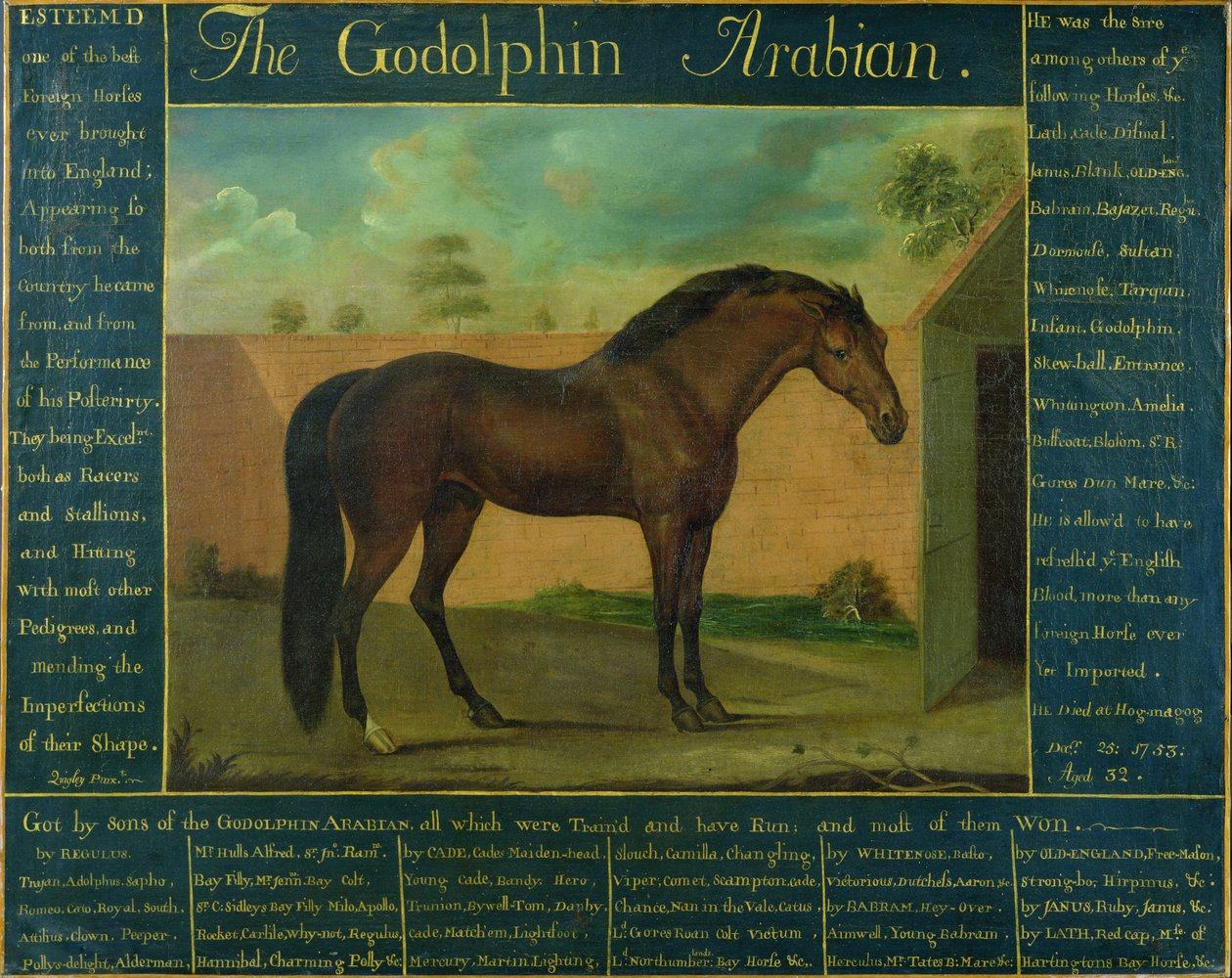 O Godolphin Arabian de D. Quigley