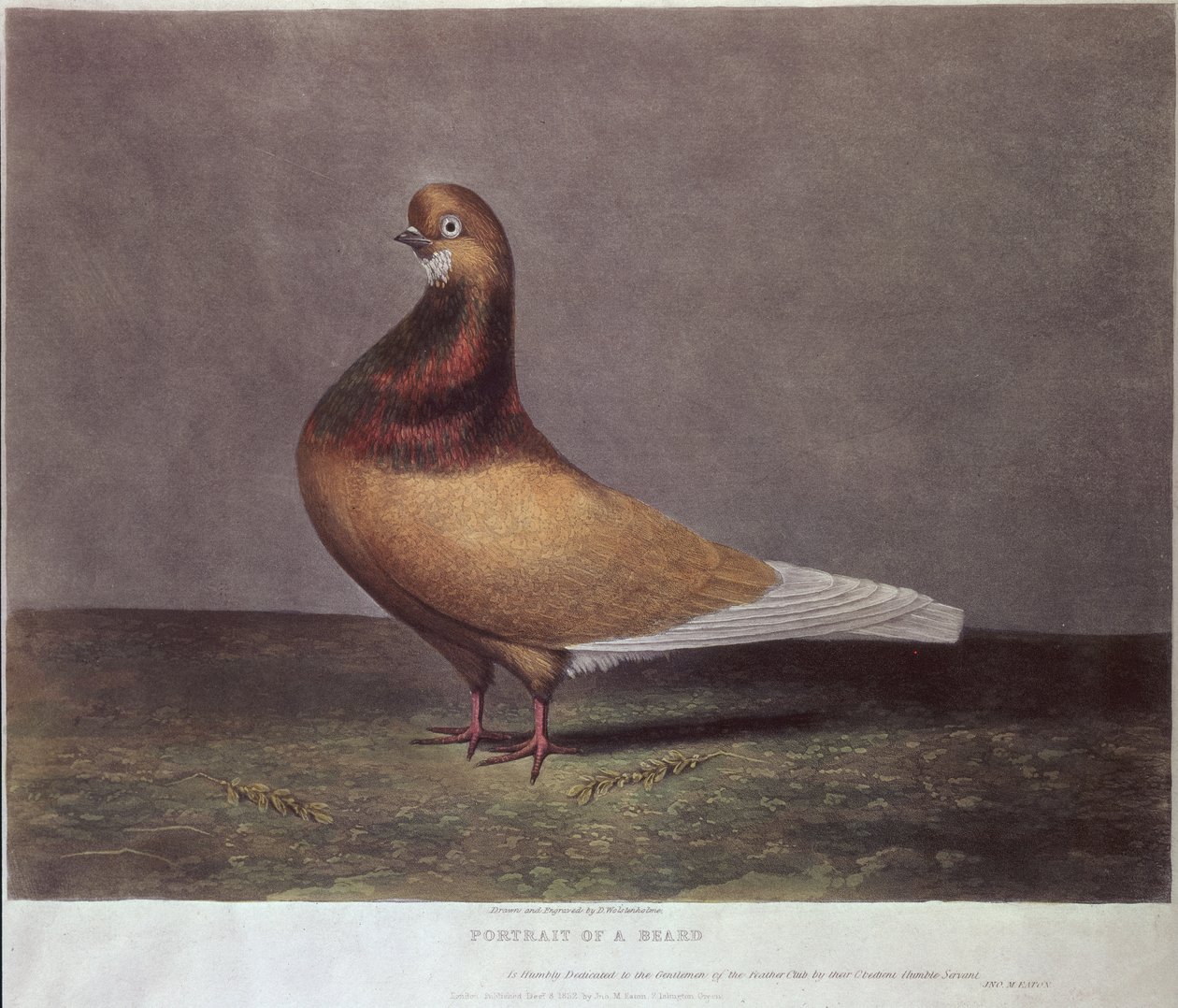 Retrato, de, um, pombo barba de D. Wolsenholme