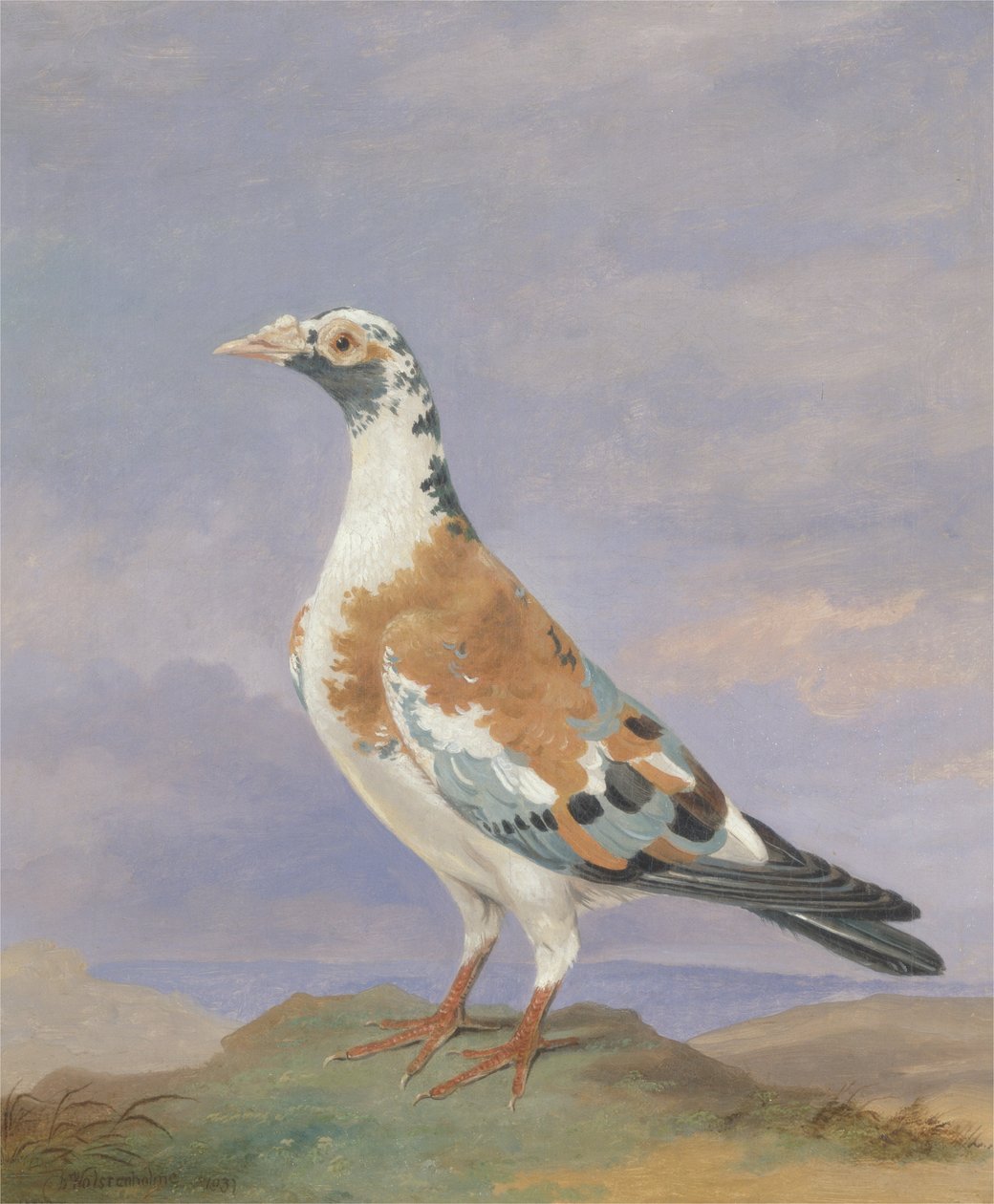 Grizzle Carrier Pigeon de D. the Younger Wolstenholme