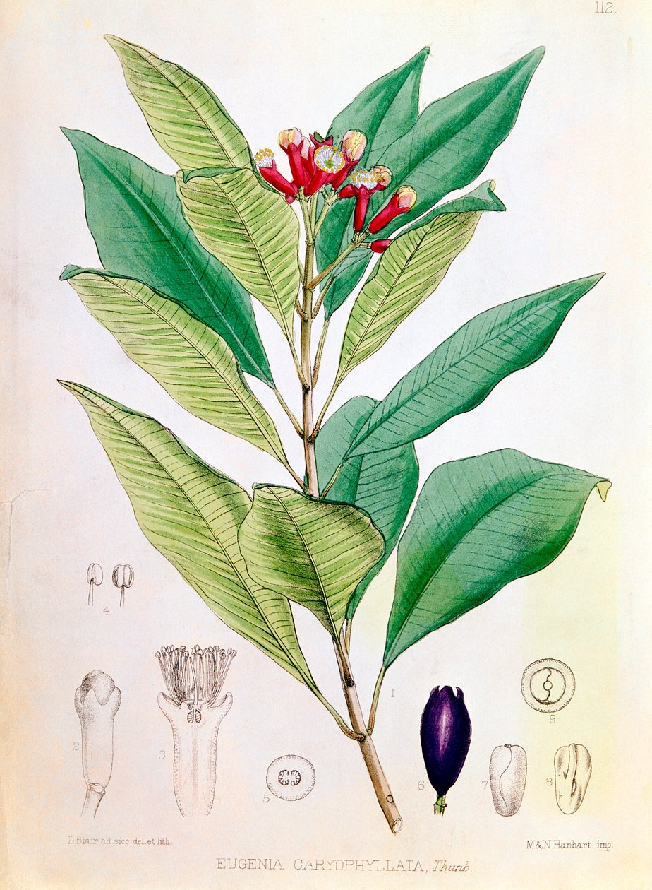 Cravo, botão de flor de Syzygium aromaticum Eugenia carophyllata de D Blair