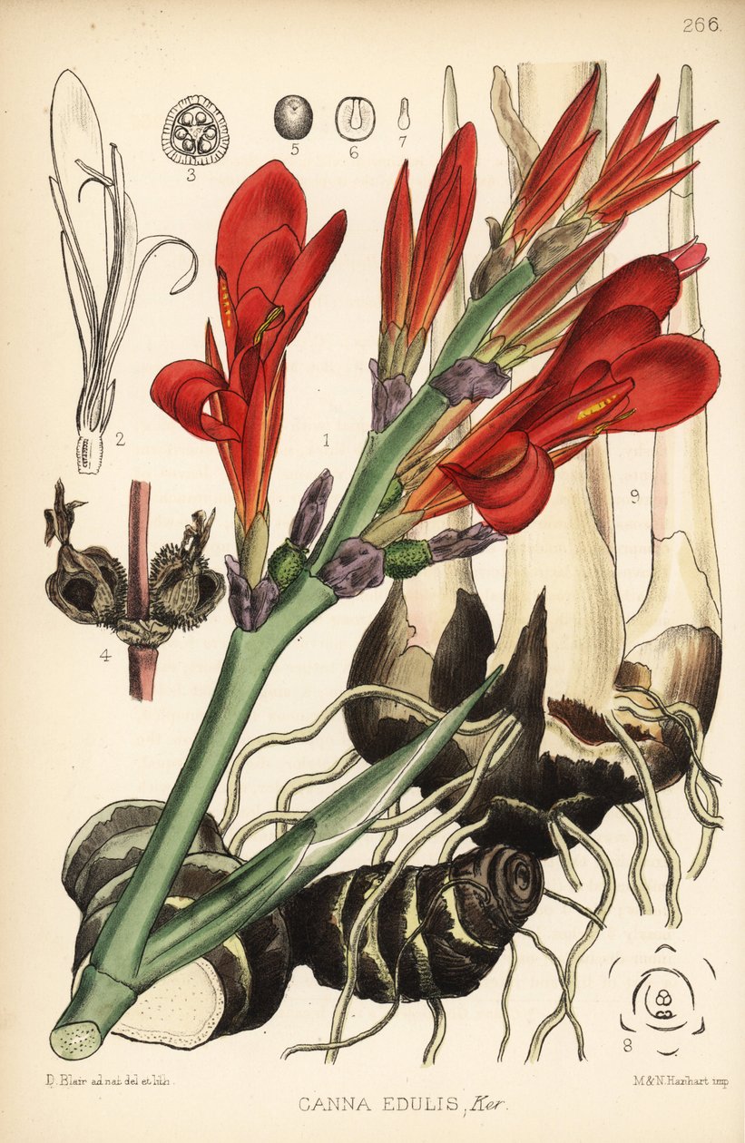 Tiro indiano, achira ou meeru, Canna indica (Canna edulis). Litografia colorida por Hanhart após uma ilustração botânica de David Blair de Robert Bentley e Henry Trimen