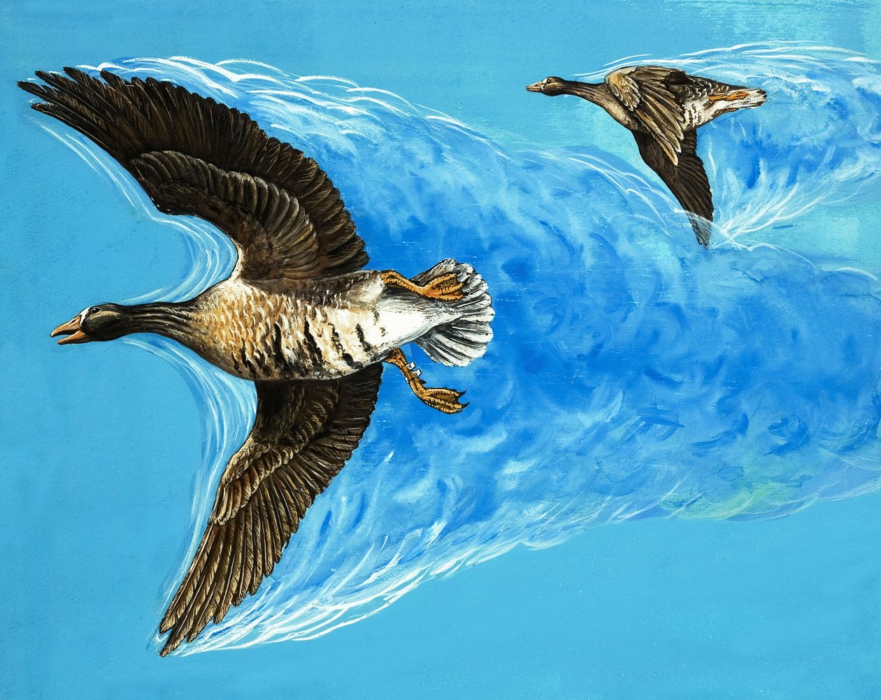 Turbulência causada pelo voo das aves de D. Makele.