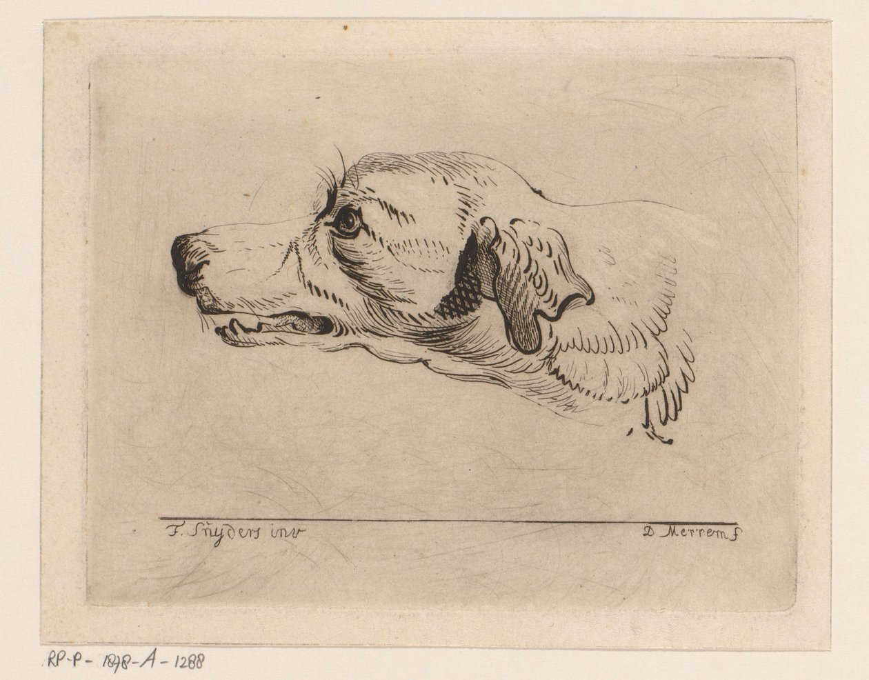 Cabeça de um cão de D. Merrem