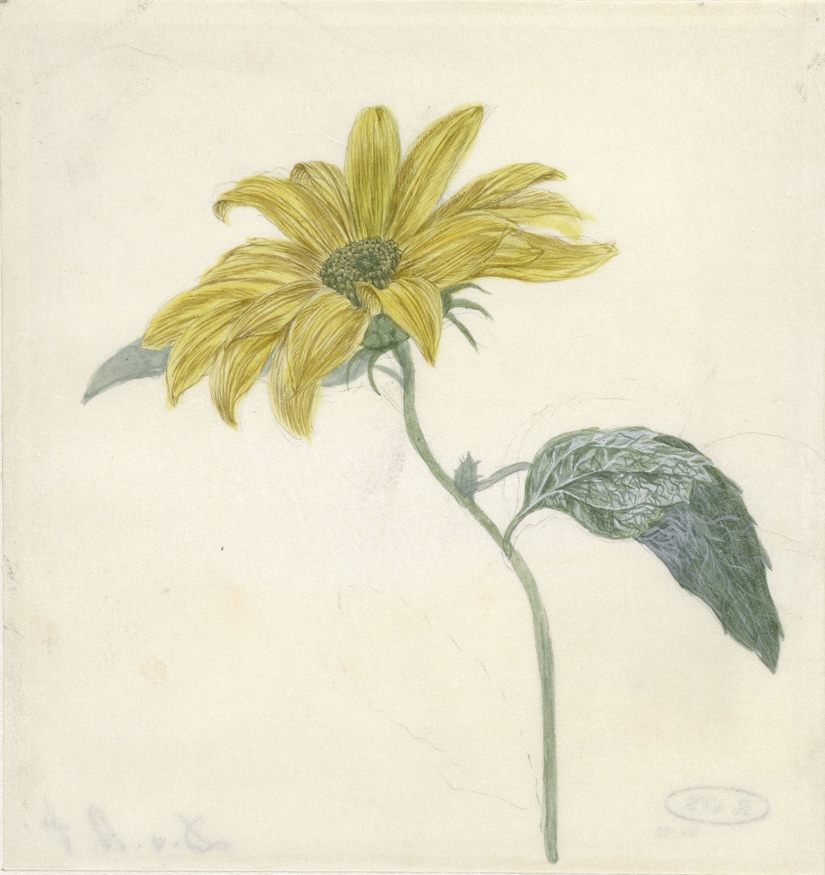 Girassol de D. van Alphen