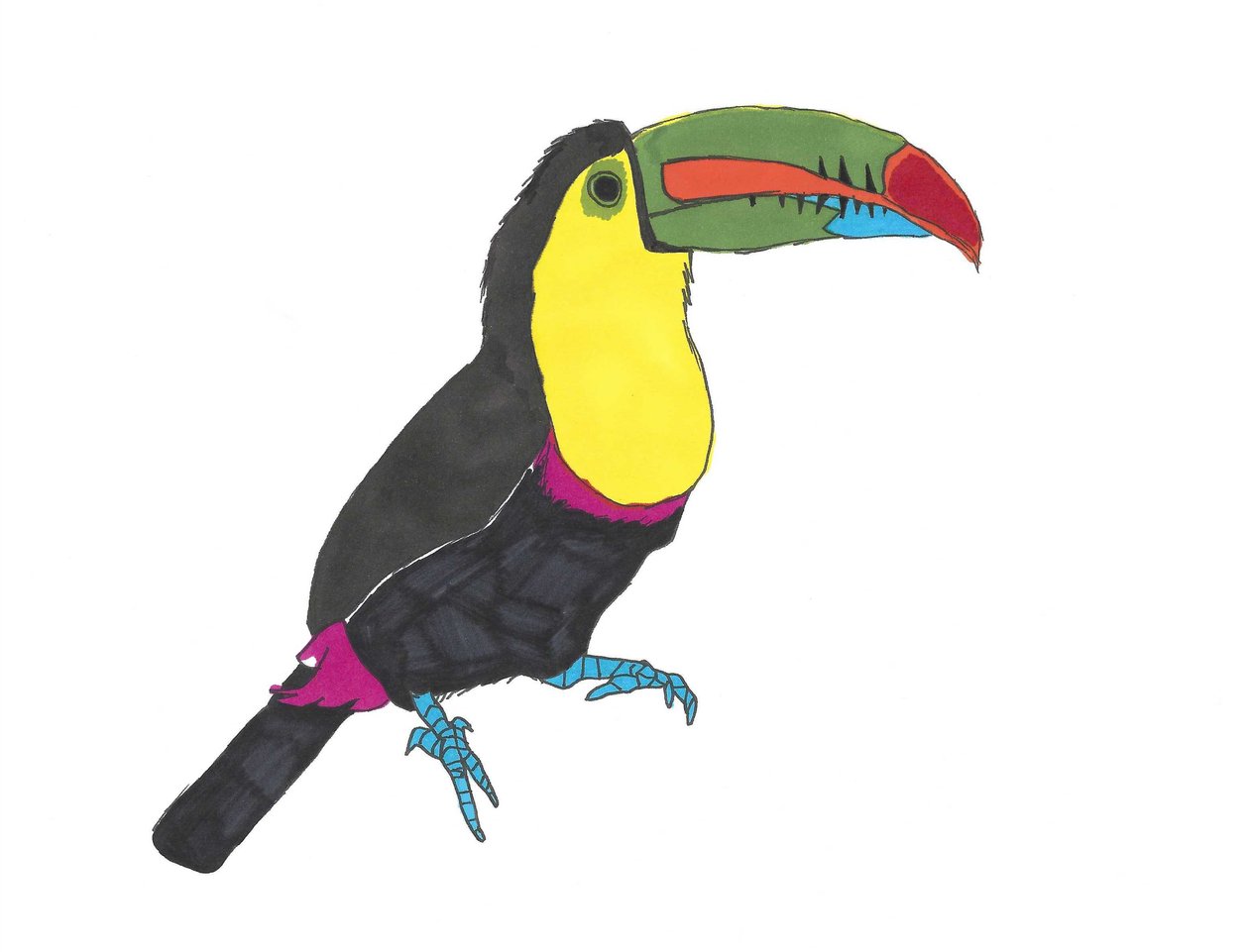 Tucano, 2024 (caneta sobre papel com photoshop) de Daisy de Villeneuve
