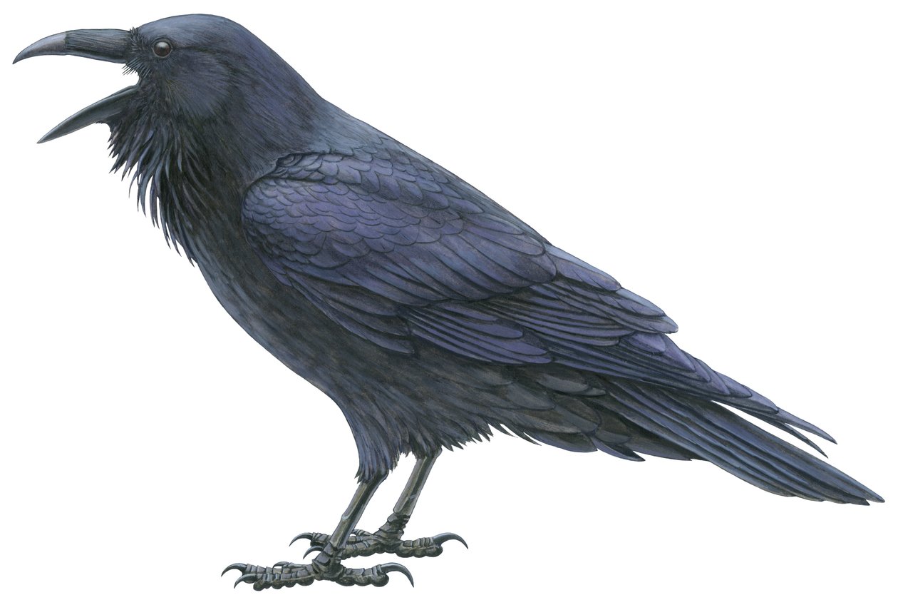 Corvo comum (aguarela e guache) de Damstra Emily