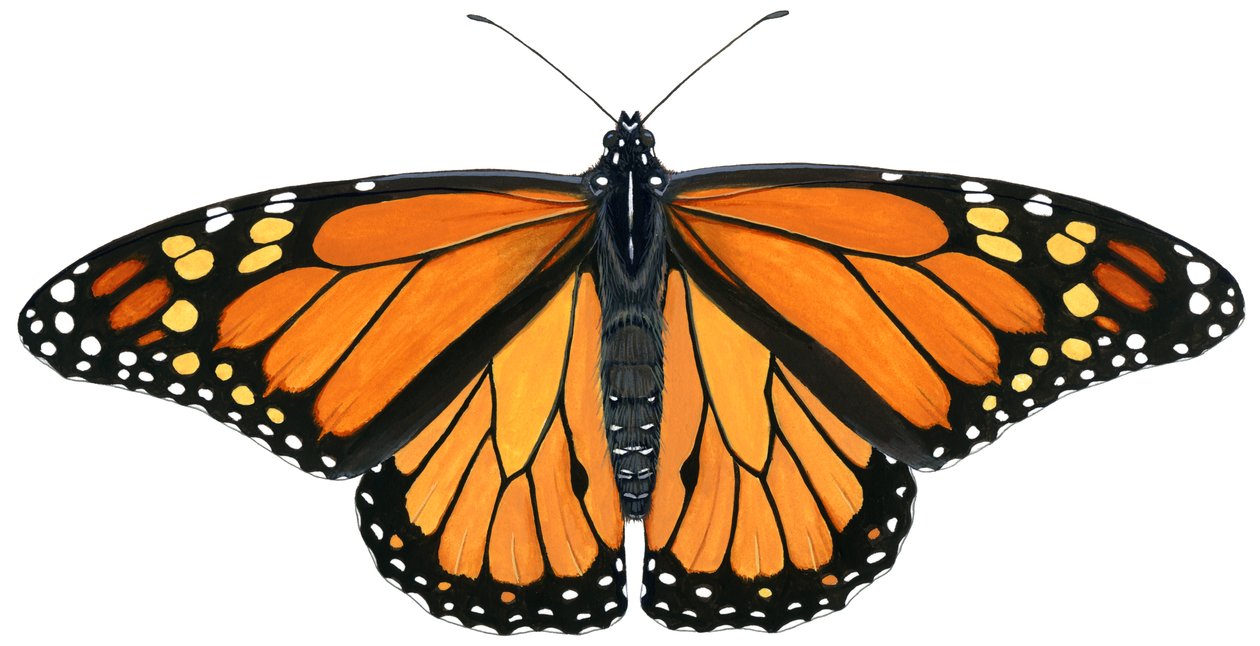 Borboleta monarca (guache) de Damstra Emily