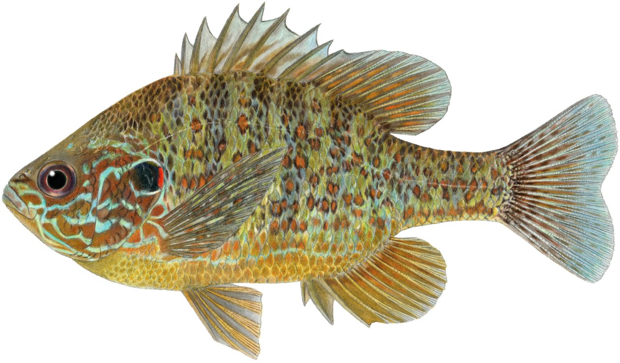 Peixe-lua com sementes de abóbora (lápis de cor) de Damstra Emily