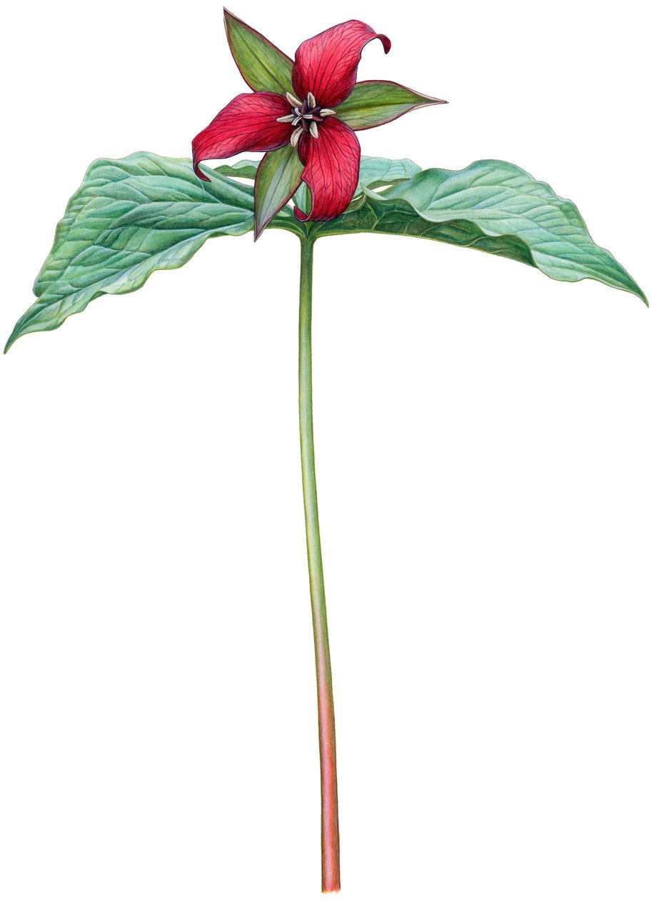 Trillium vermelho (aguarela e guache) de Damstra Emily