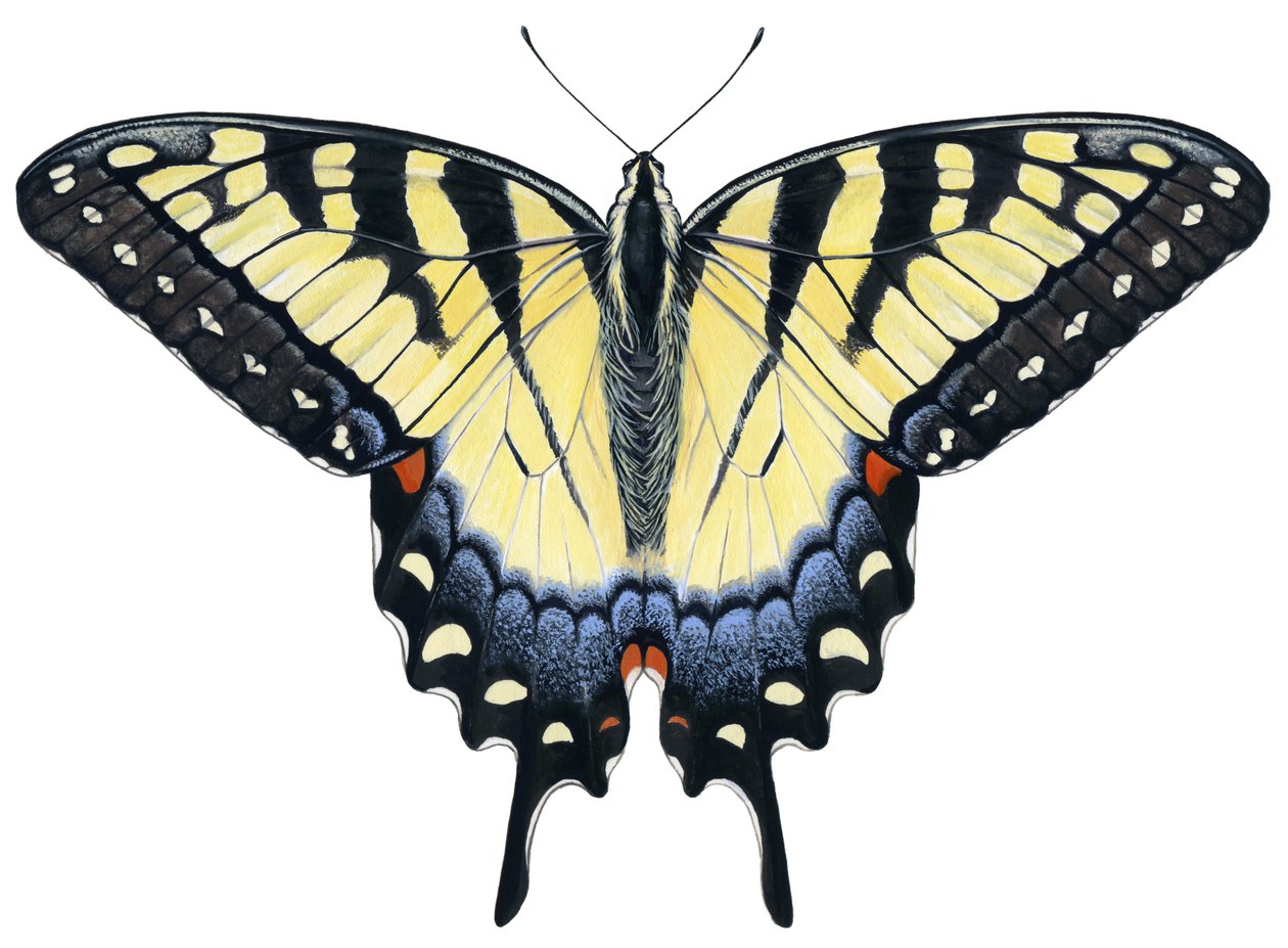Borboleta rabo de andorinha-tigre (guache) de Damstra Emily