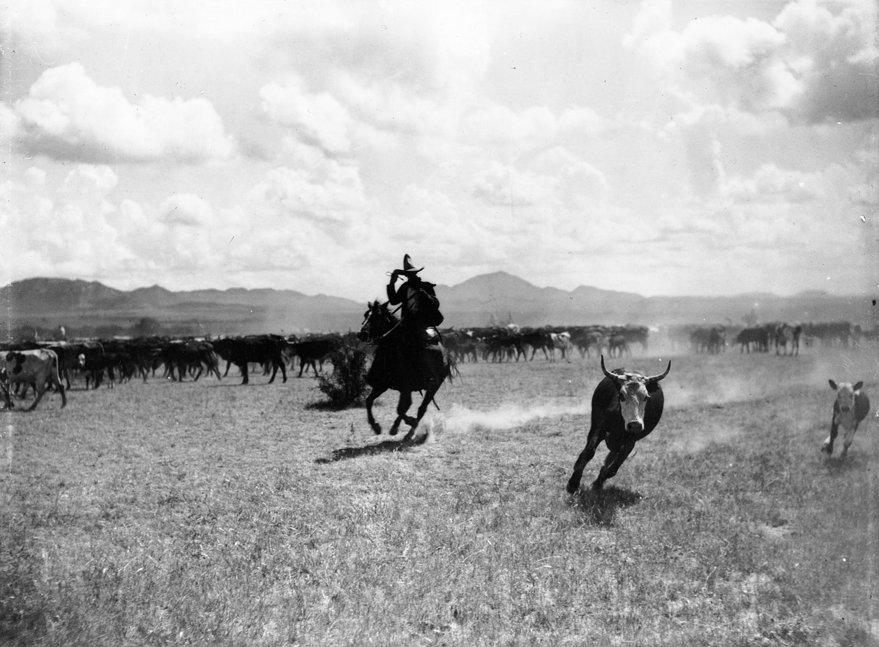 Raguero cortando uma vaca do rebanho de Dane Coolidge