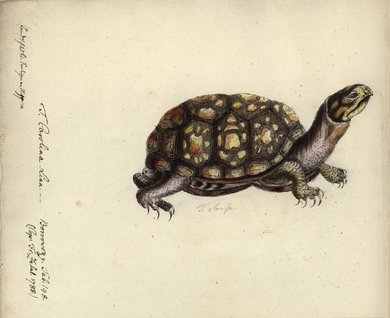 Terrapene carolina, de Friedrich Zehelein, em gravura de "História natural comum do termostato", de Georg Heinrich Borowski, Berlim, Stralsund: Lange, 1788 (wc e tinta sobre papel) de Daniel Friedrich Sotzmann