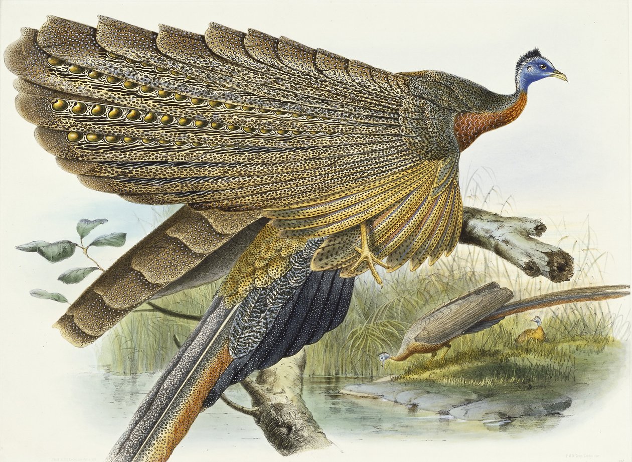 Phadianidae. Argusianus Grayli, 1870-1872 de Daniel Giraud Elliot