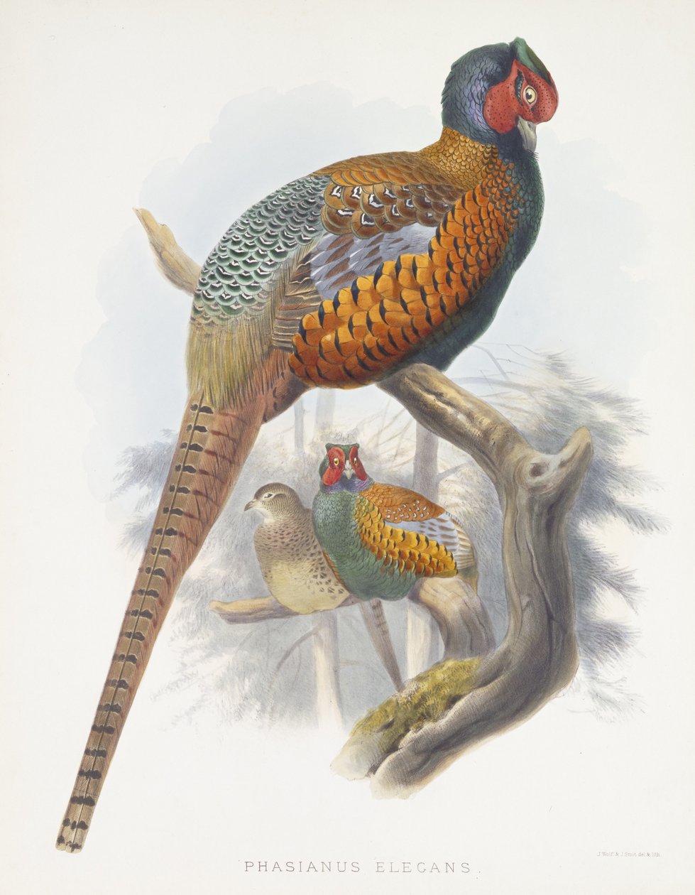 Phasianus Elegans (elegante faisão), 1870-1872 de Daniel Giraud Elliot