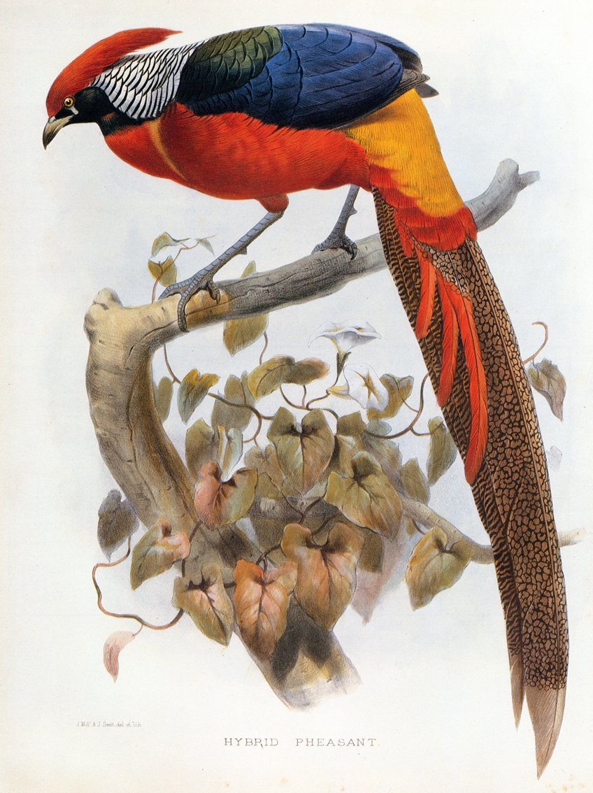Faisão híbrido Chrysolophus pictus Chrysolophus amherstiae de Daniel Giraud Elliot