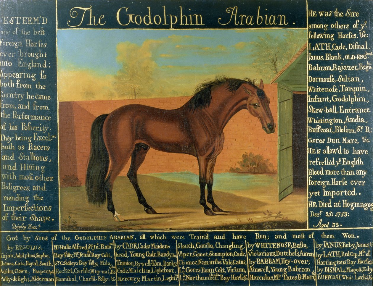 O Godolphin Arabian de Daniel Quigley