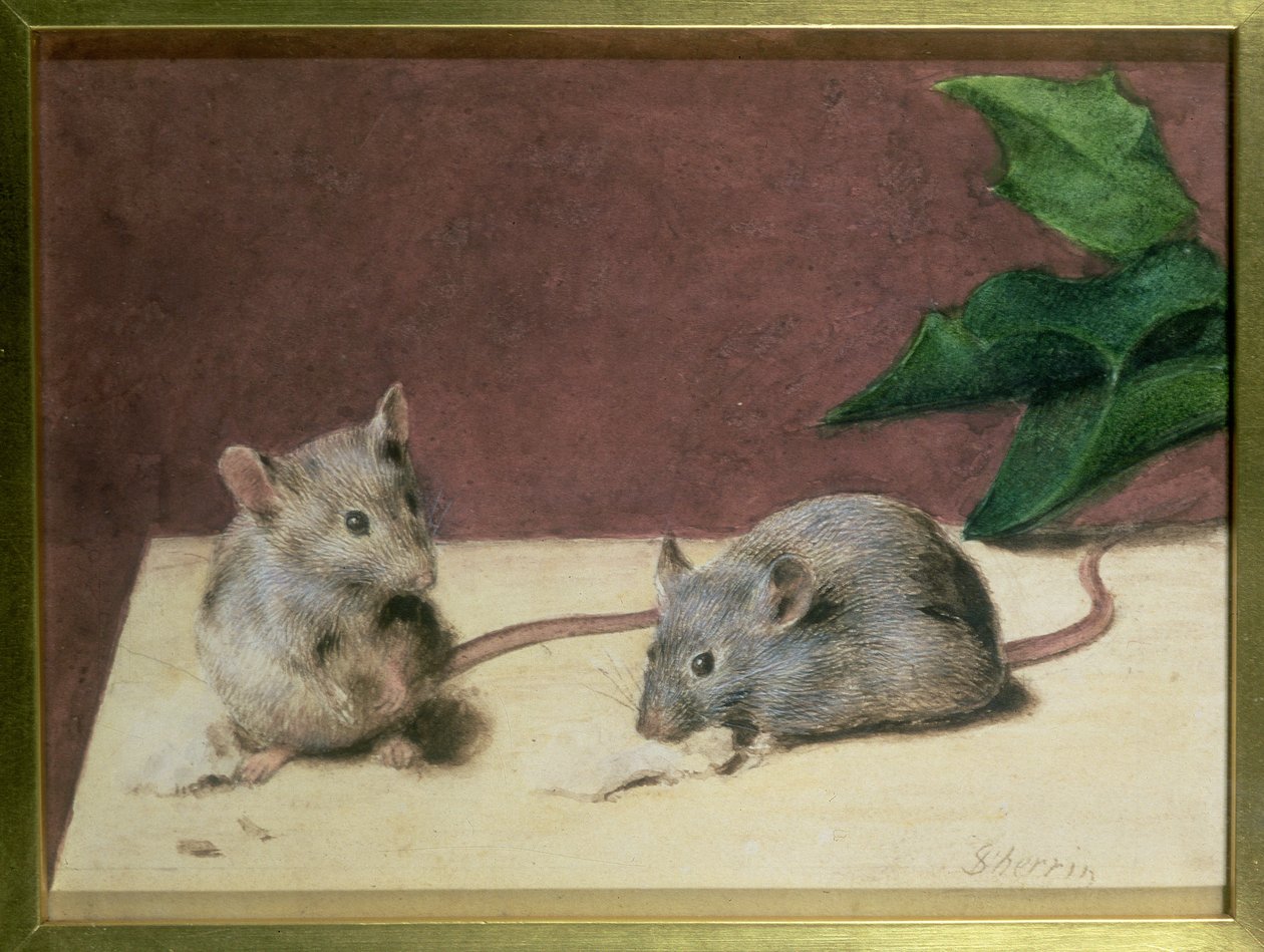 Dois ratos comendo queijo de Daniel Sherrin