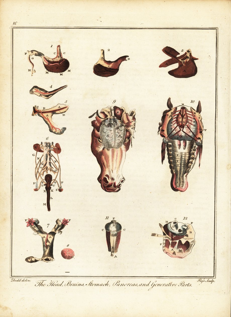 Anatomia de um cavalo. 1792 (gravura) de Daniel (after) Dodd