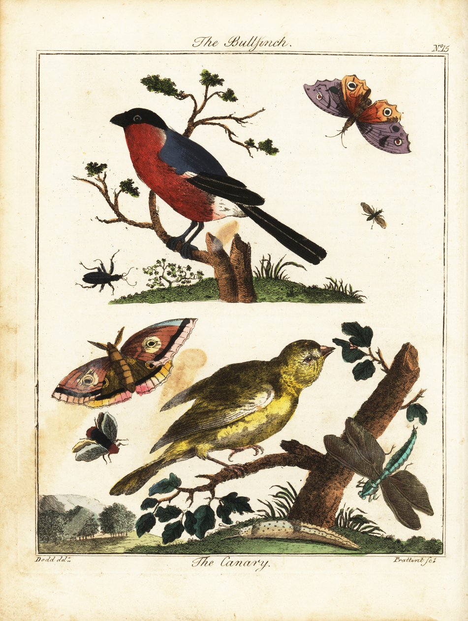 Touro, canário, borboleta, traça, etc. 1792 (gravura) de Daniel (after) Dodd