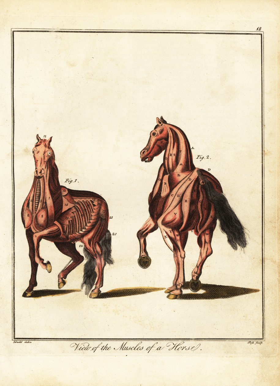 Musculatura de um cavalo. 1792 (gravura) de Daniel (after) Dodd