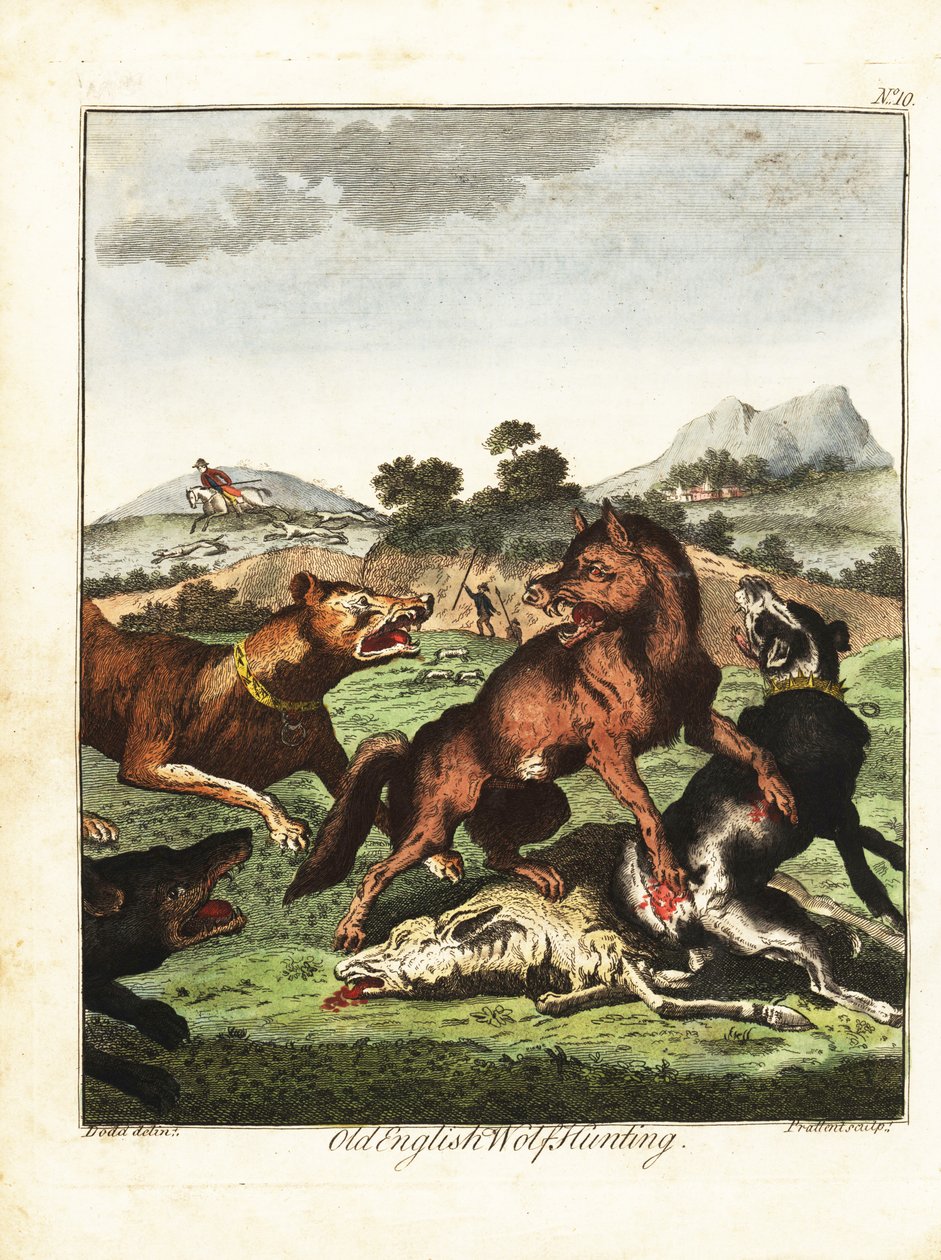 Caça ao lobo inglês antigo. 1792 (gravura) de Daniel (after) Dodd