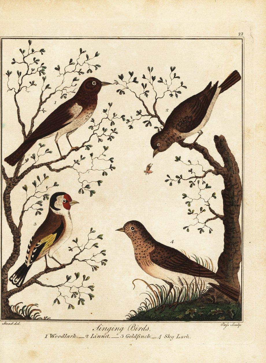 Pássaros canoros: lenhador, tinteiro, pintassilgo, cotovia do céu. 1792 (gravura) de Daniel (after) Dodd