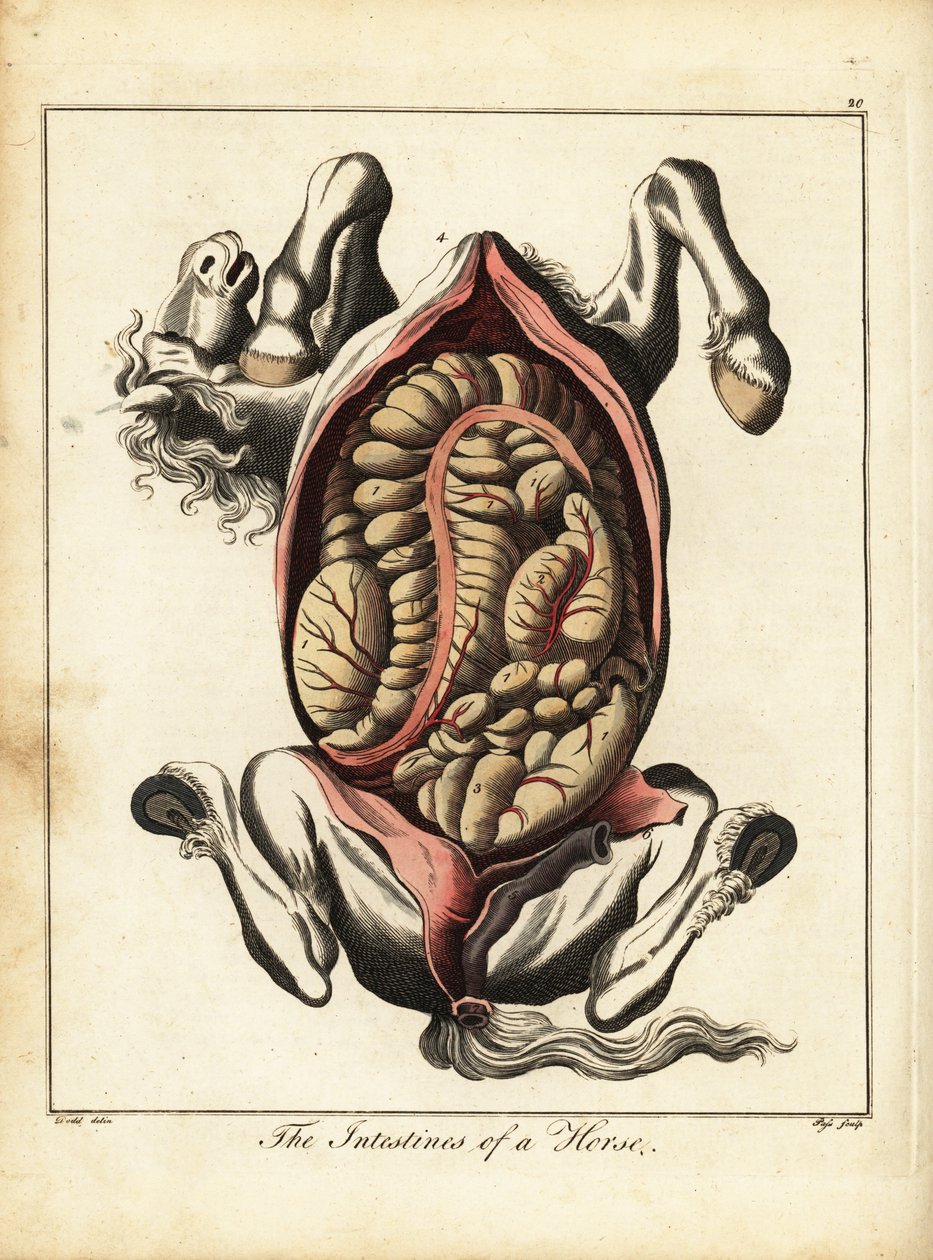 Os intestinos de um cavalo. 1792 (gravura) de Daniel (after) Dodd