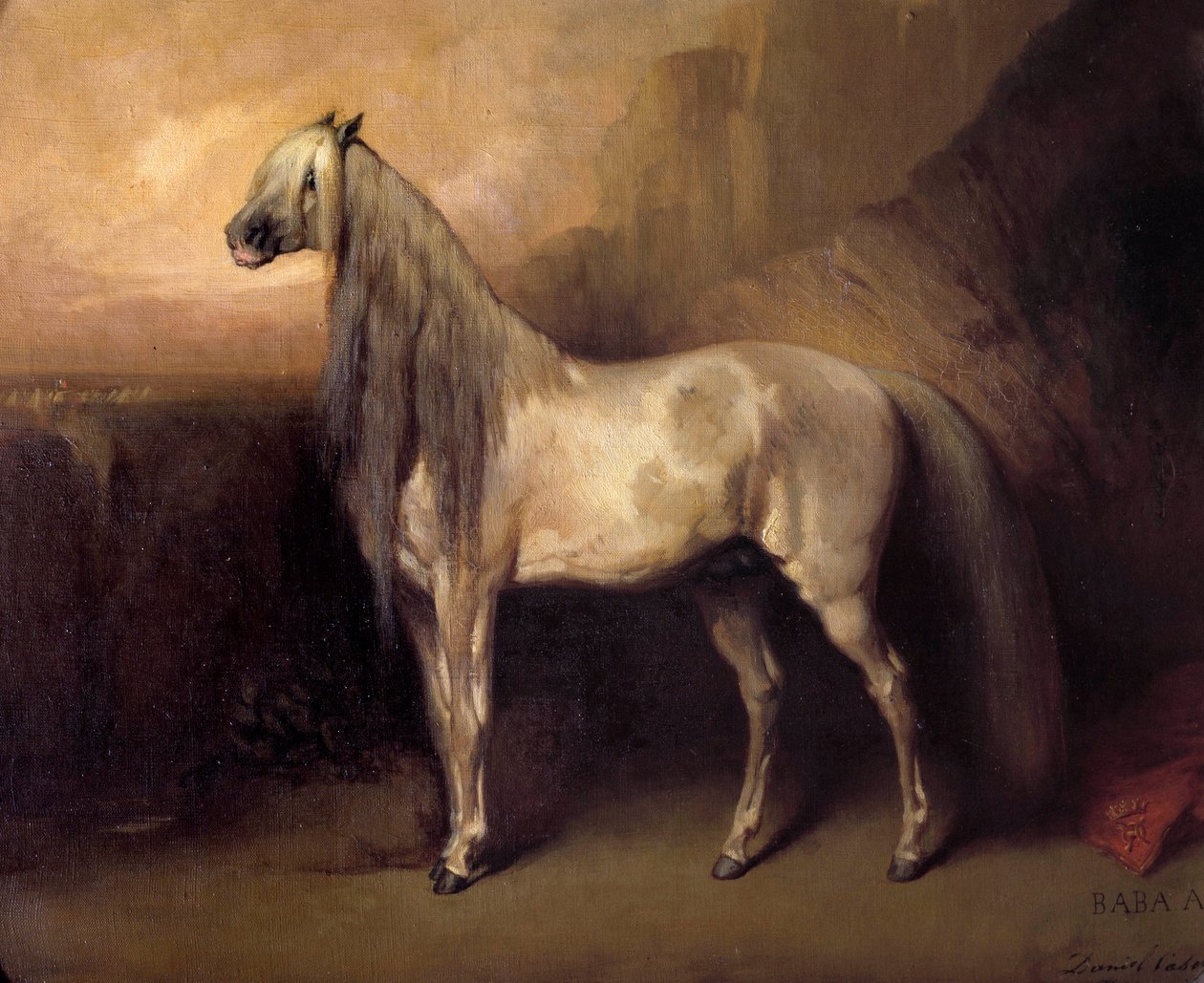 Baba Ali, Cavalo Árabe pelo General Henri d