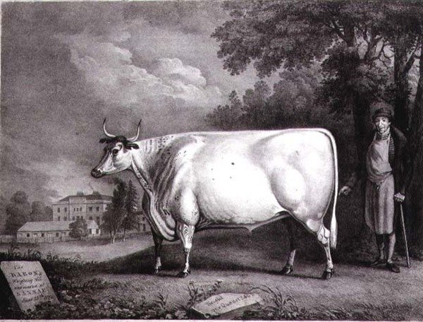 O Barão, um curto-espinho (The Nannau White Cow) gravado por Charles Joseph Hullamandel (1789-1850) 1824 de Daniel Clowes