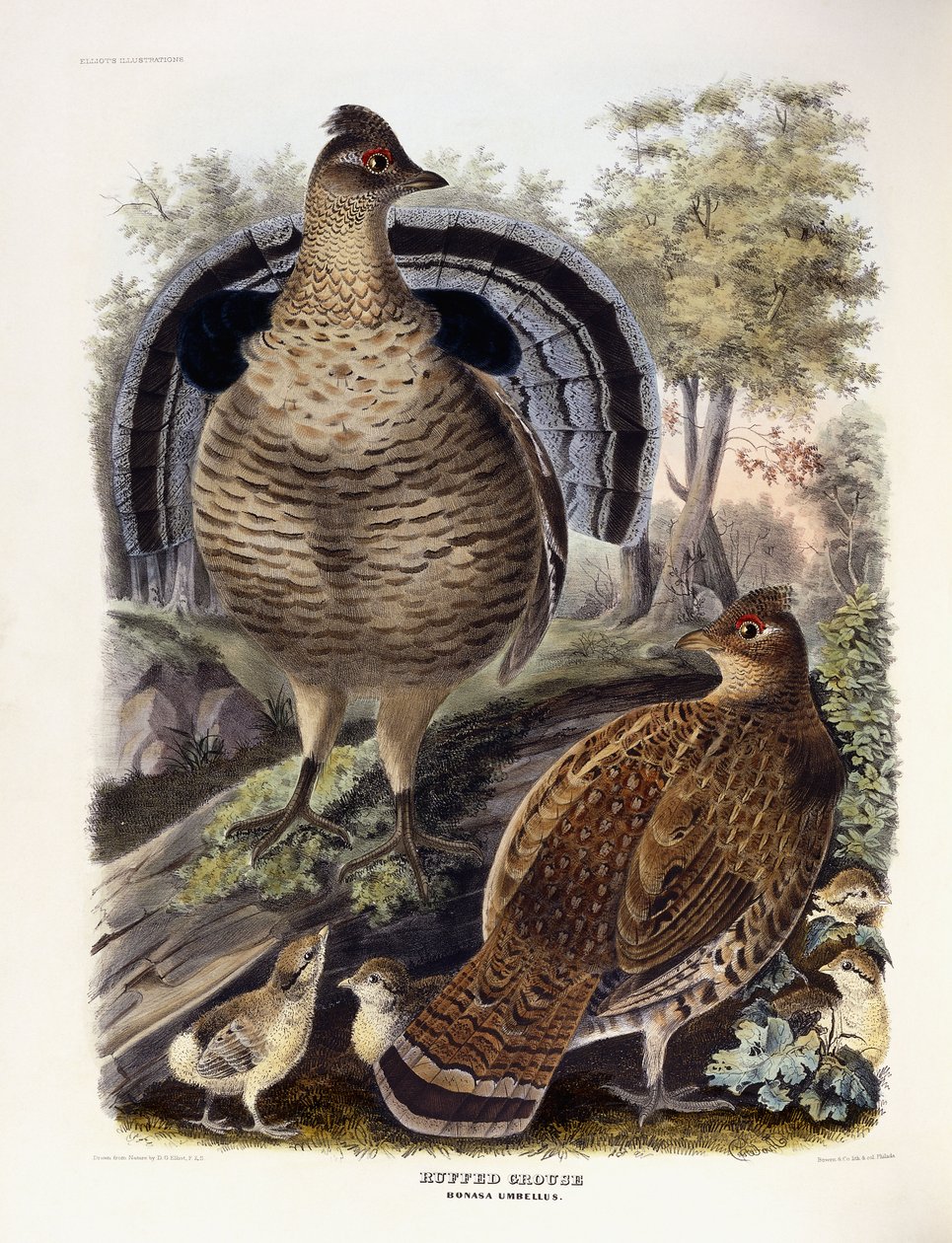 Galo silvestre, 1865 de Daniel Girard Elliot