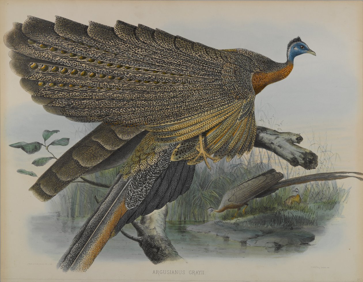Argusianus Grayii (cor litho) de Daniel Giraud and Gould John Elliott