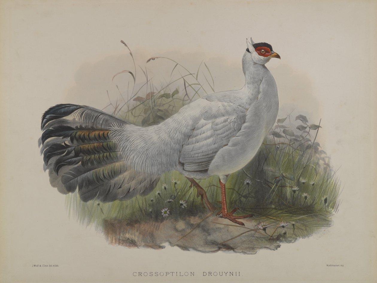 Crossoptilon Drouynii (cor litho) de Daniel Giraud and Gould John Elliott