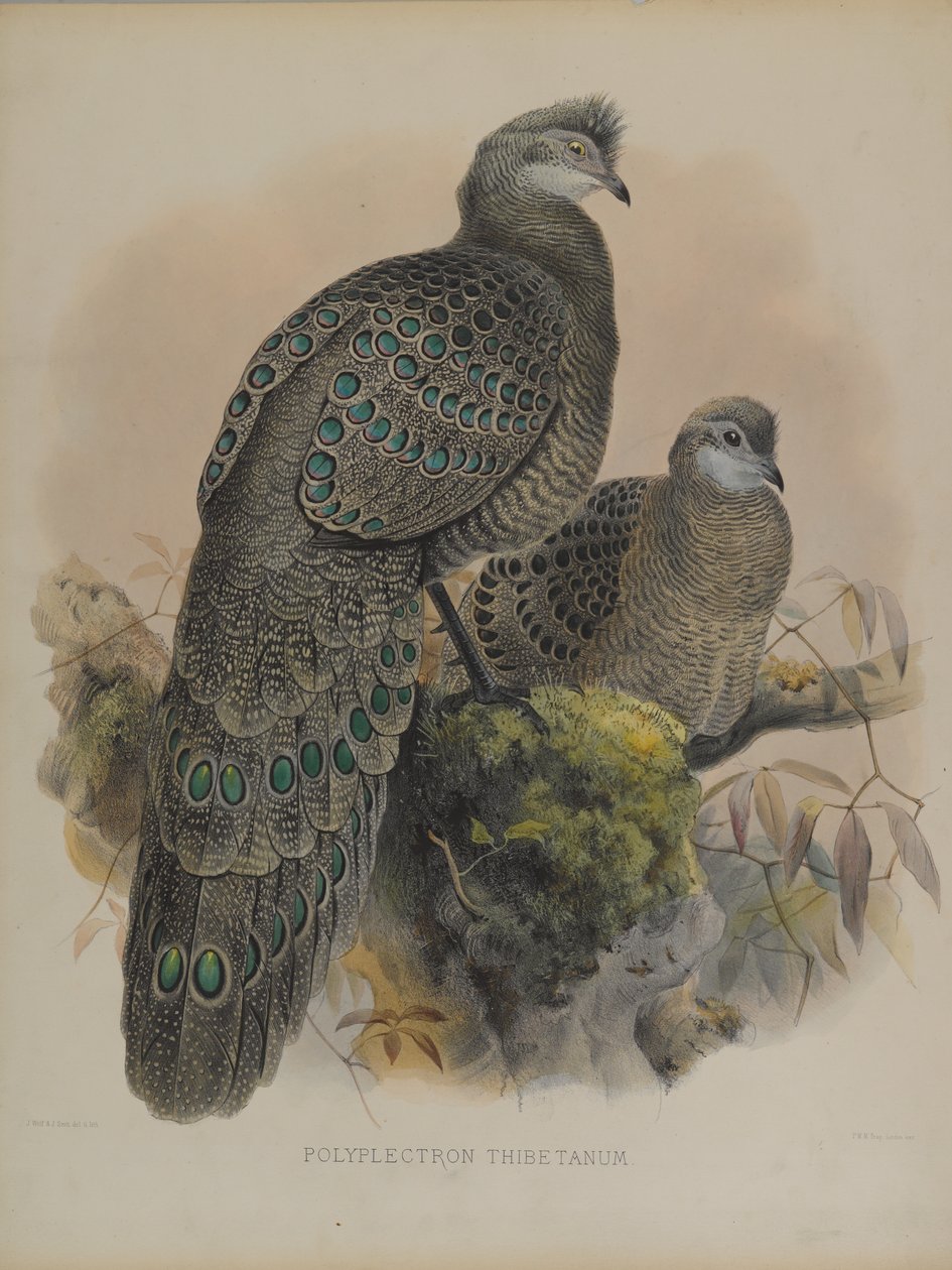 Polyplectron Tibetanum (cor litho) de Daniel Giraud and Gould John Elliott