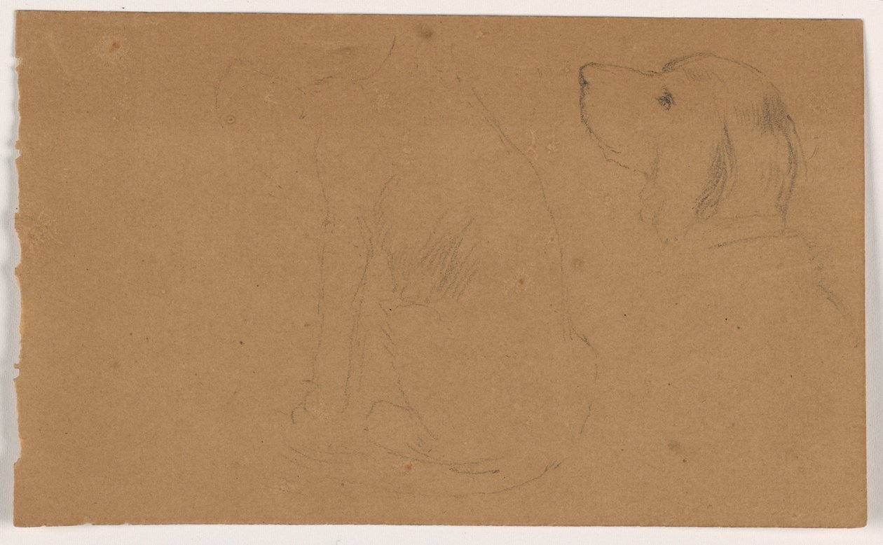 Desenho, Dash (um Setter), cabeça e corpo, ca. 1862 de Daniel Huntington