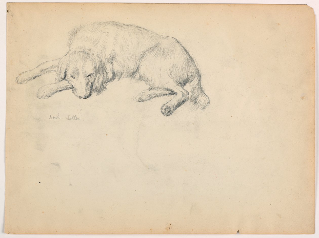 Desenho, Dash (um Setter), ca. 1862 de Daniel Huntington