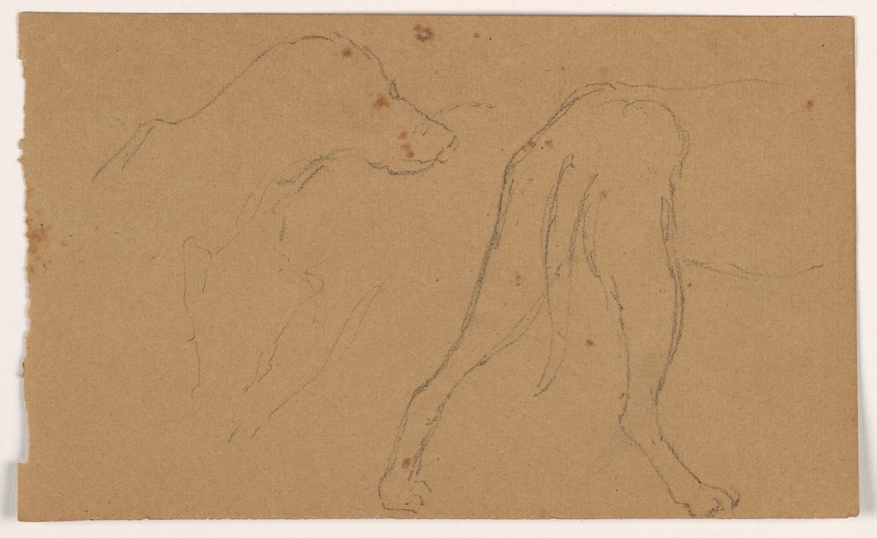 Desenho, Milo (um Pointer), cabeça e corpo, ca. 1862 de Daniel Huntington