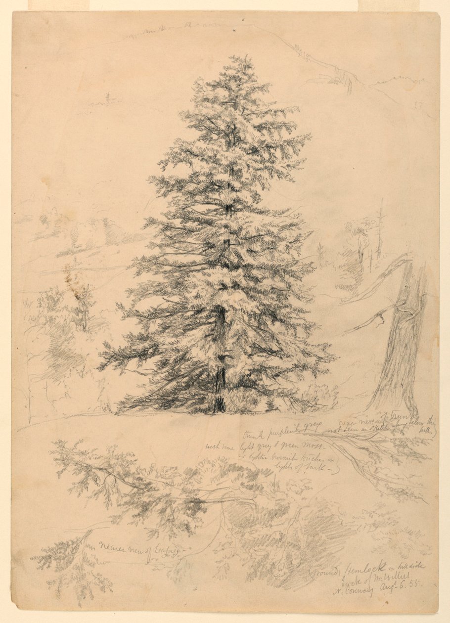 Desenho, Estudo de uma cicuta, North Conway, New Hampshire, 6 de agosto de 1855 de Daniel Huntington
