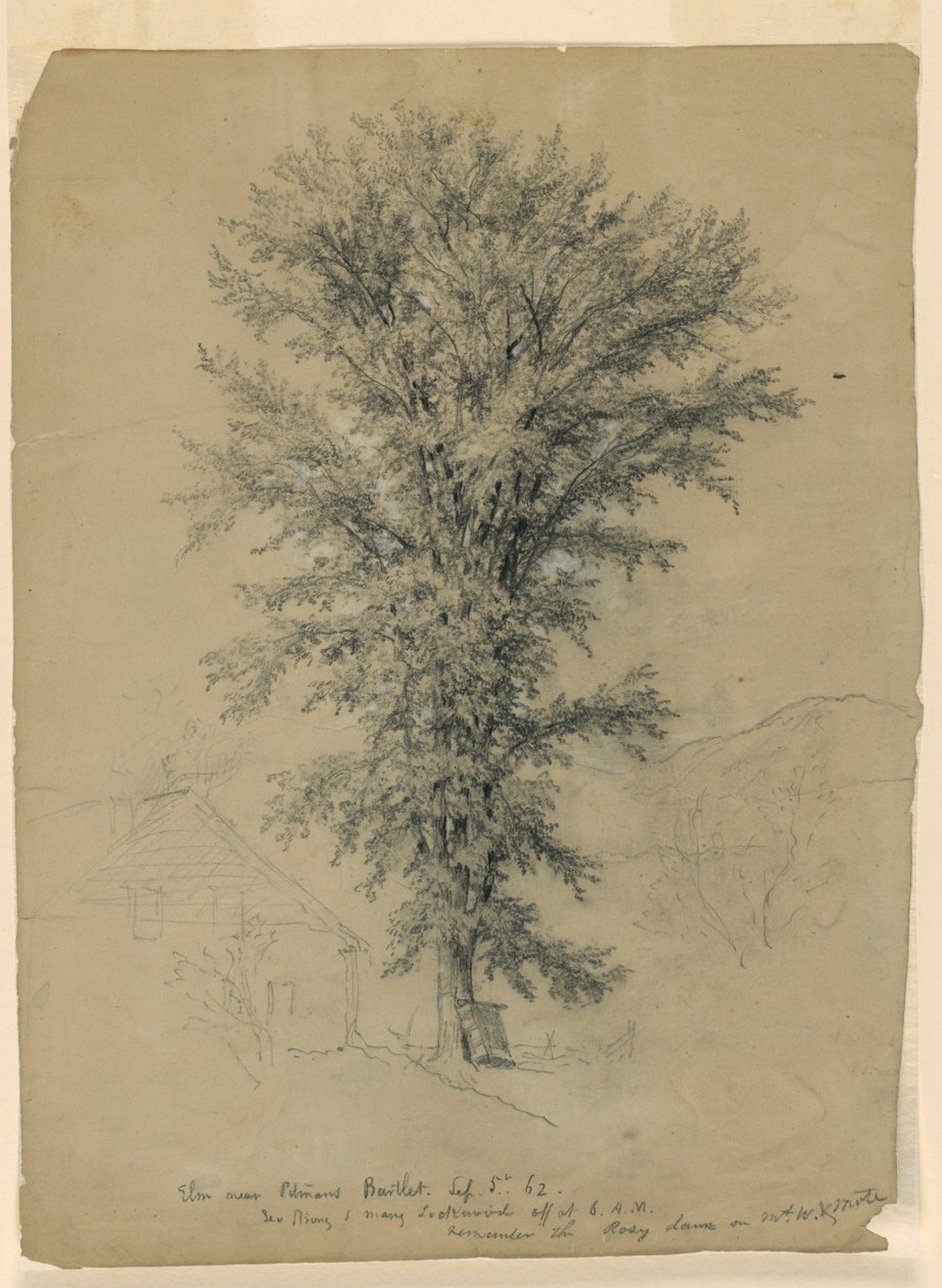 Elm perto de Pitman