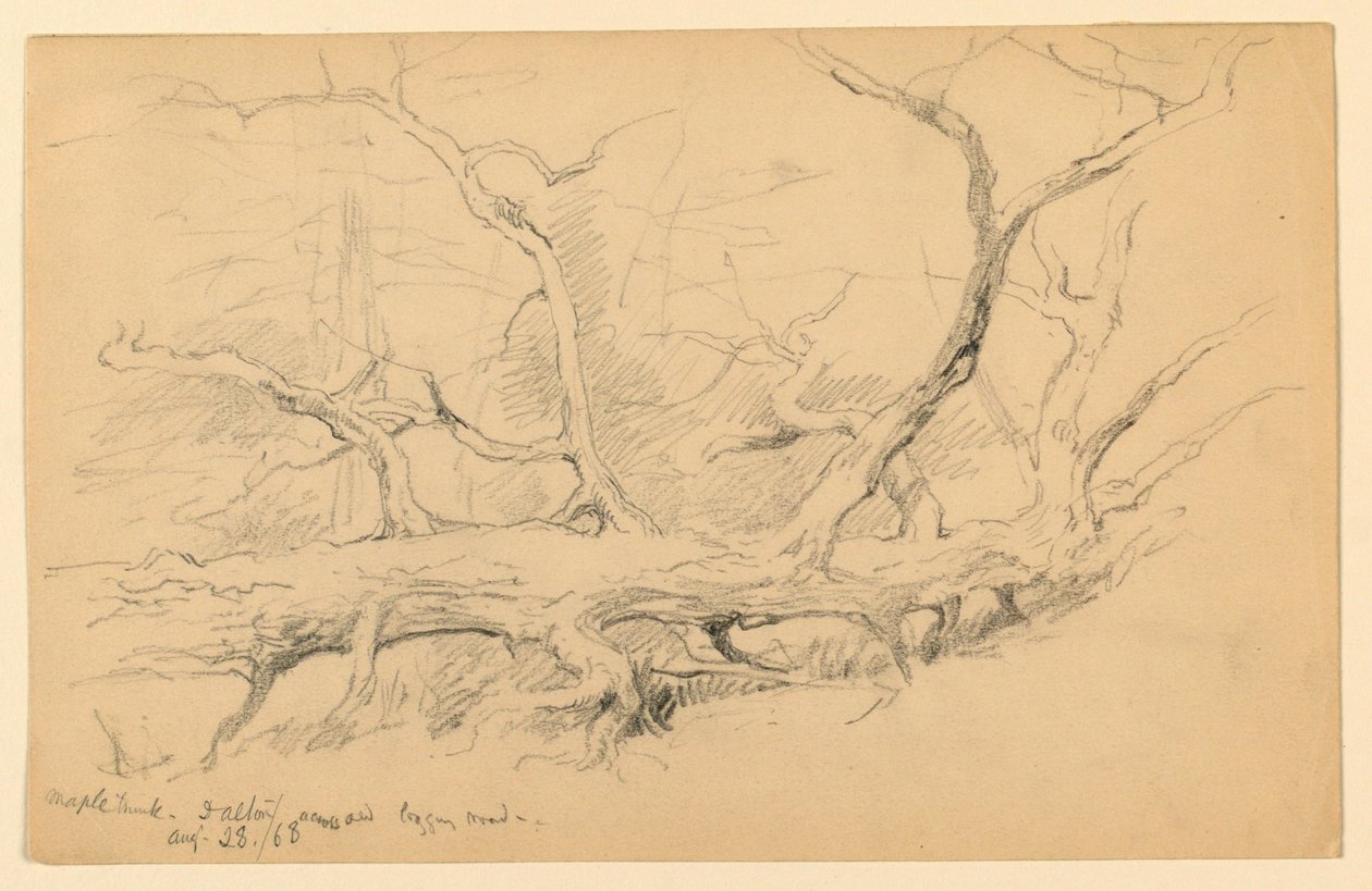 Maple Trunk, do outro lado da Old Logging Road, Dalton de Daniel Huntington