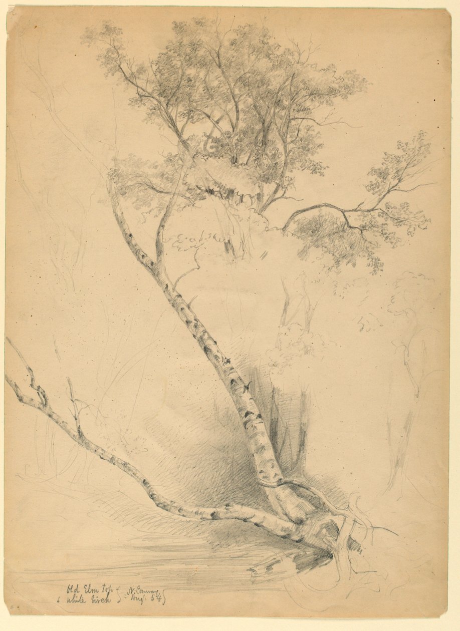 Old Elm Top e White Birch, North Conway, New Hampshire de Daniel Huntington