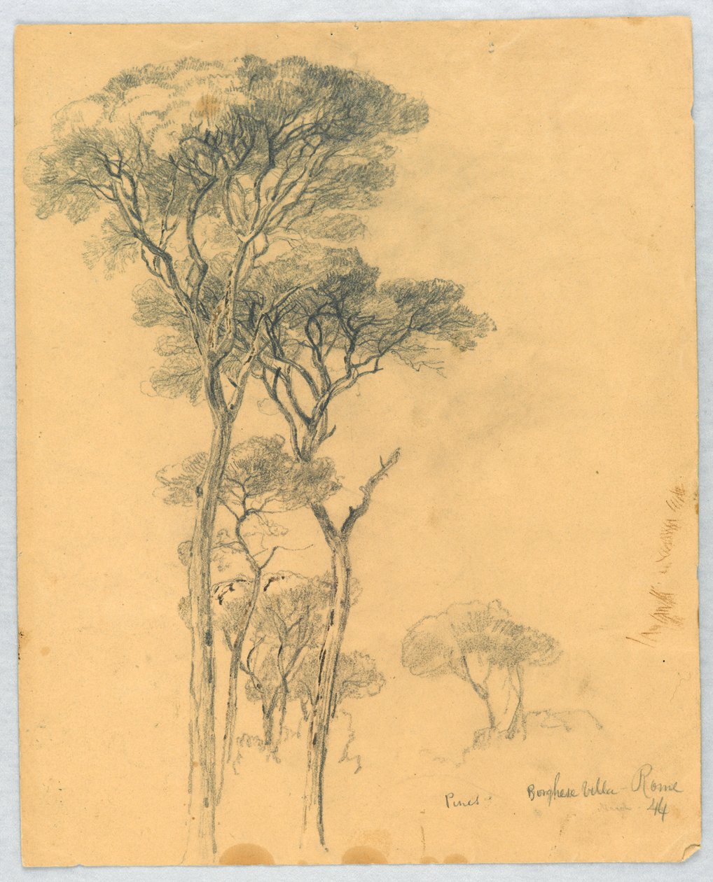 Estudo de Pines, Borghese Villa, Roma de Daniel Huntington