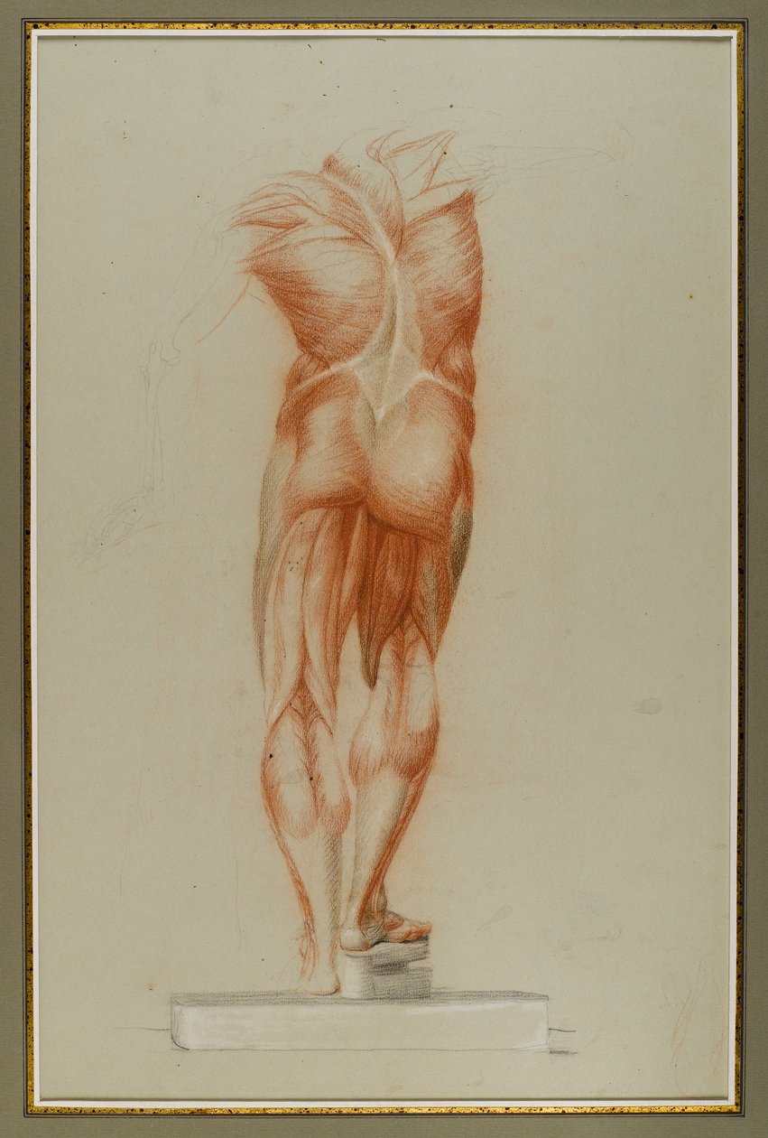 Écorché (Figura Estudo da Musculatura), c.1848 (giz e grafite sobre papel) de Daniel Huntington