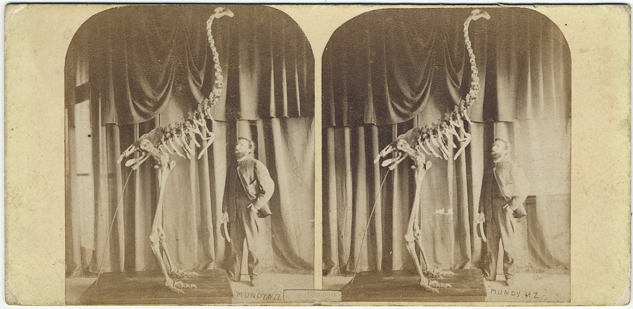 Júlio de Haast e Moa, Museu de Canterbury, c.1867 (impressão de albume) de Daniel Louis Mundy