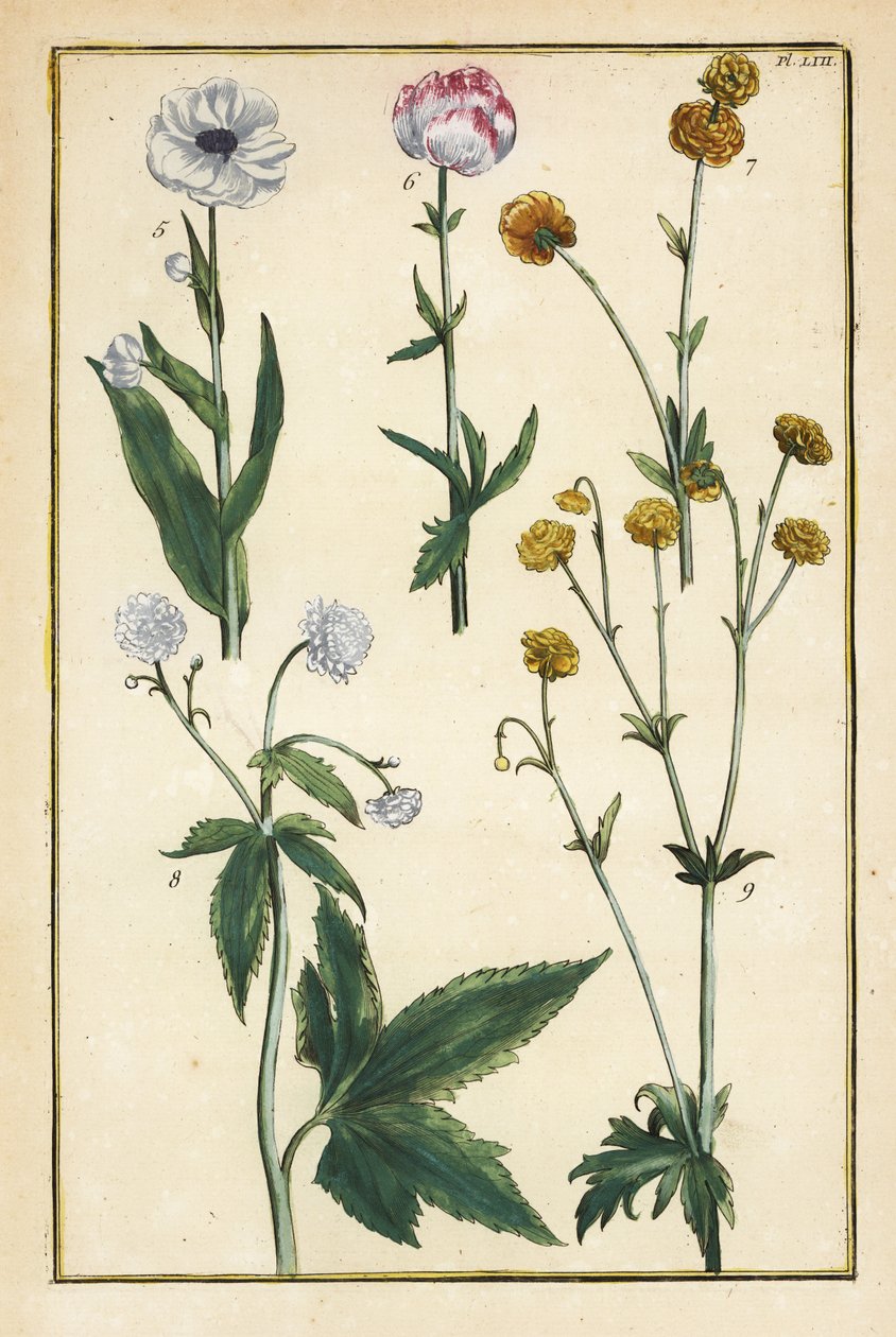 Flor globo, Trollius europaeus, e outras espécies de ranúnculos, Ranunculus glacialis, etc. de Daniel Rabel