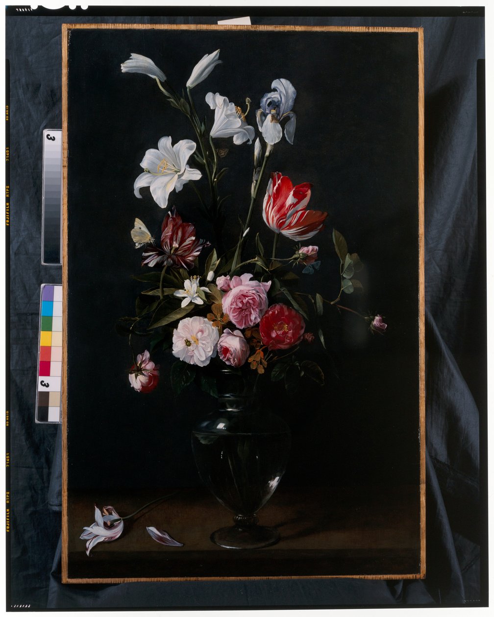 Ramos de rosas, tulipas, narcisos e outras flores suspensas em fitas azuis (óleo sobre cobre) de Daniel Seghers