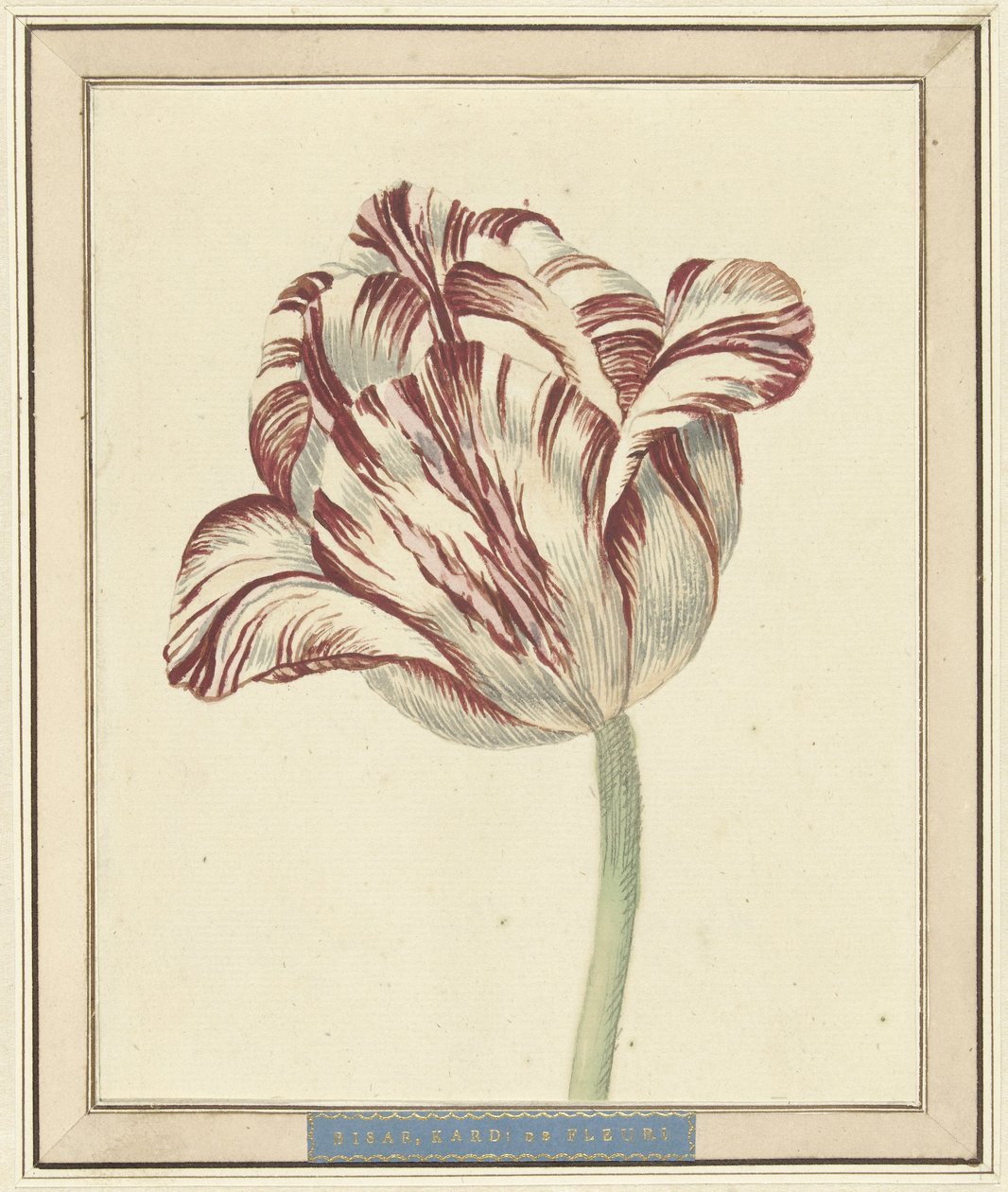 Tulip, chamada Bisar, Cardeal de Fleuri de Daniël Marot (II)