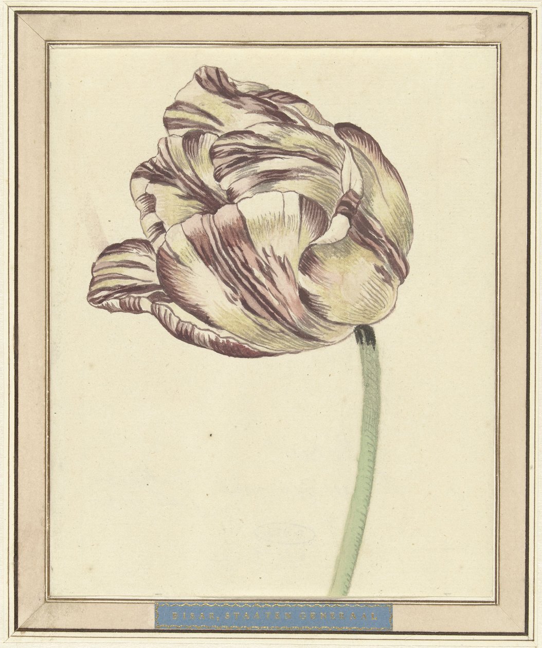 Tulipa, chamada Bisar, Staaten General de Daniël Marot (II)