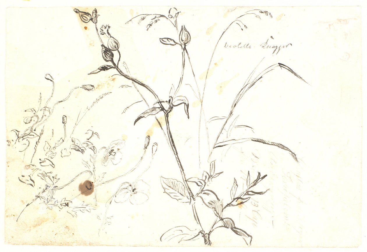 Estudos de plantas de Dankvart Dreyer