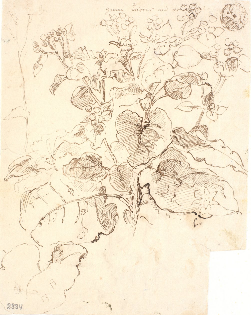 Estudos de plantas de Dankvart Dreyer