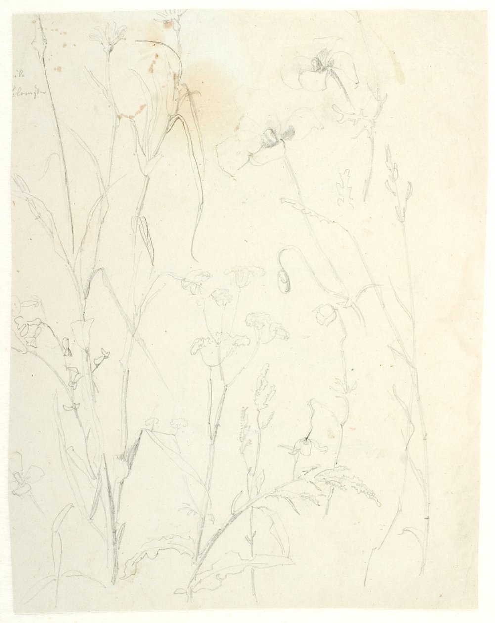 Estudos de plantas de Dankvart Dreyer